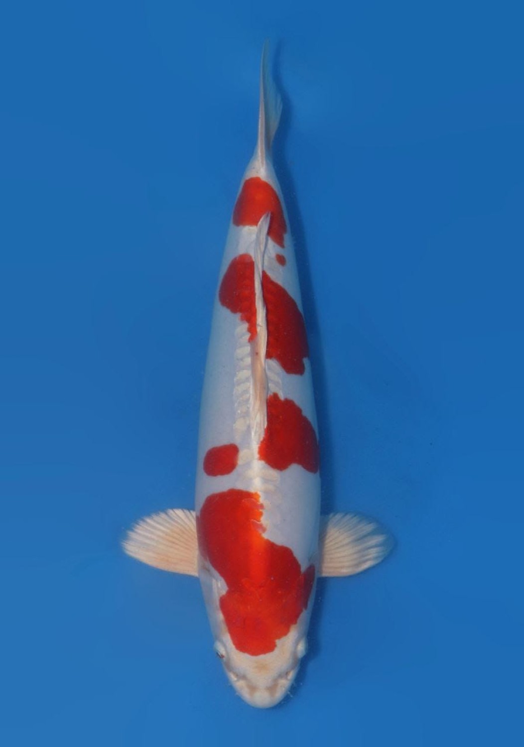Juara 1