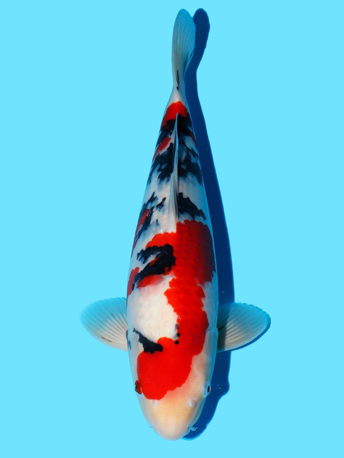 Juara 1