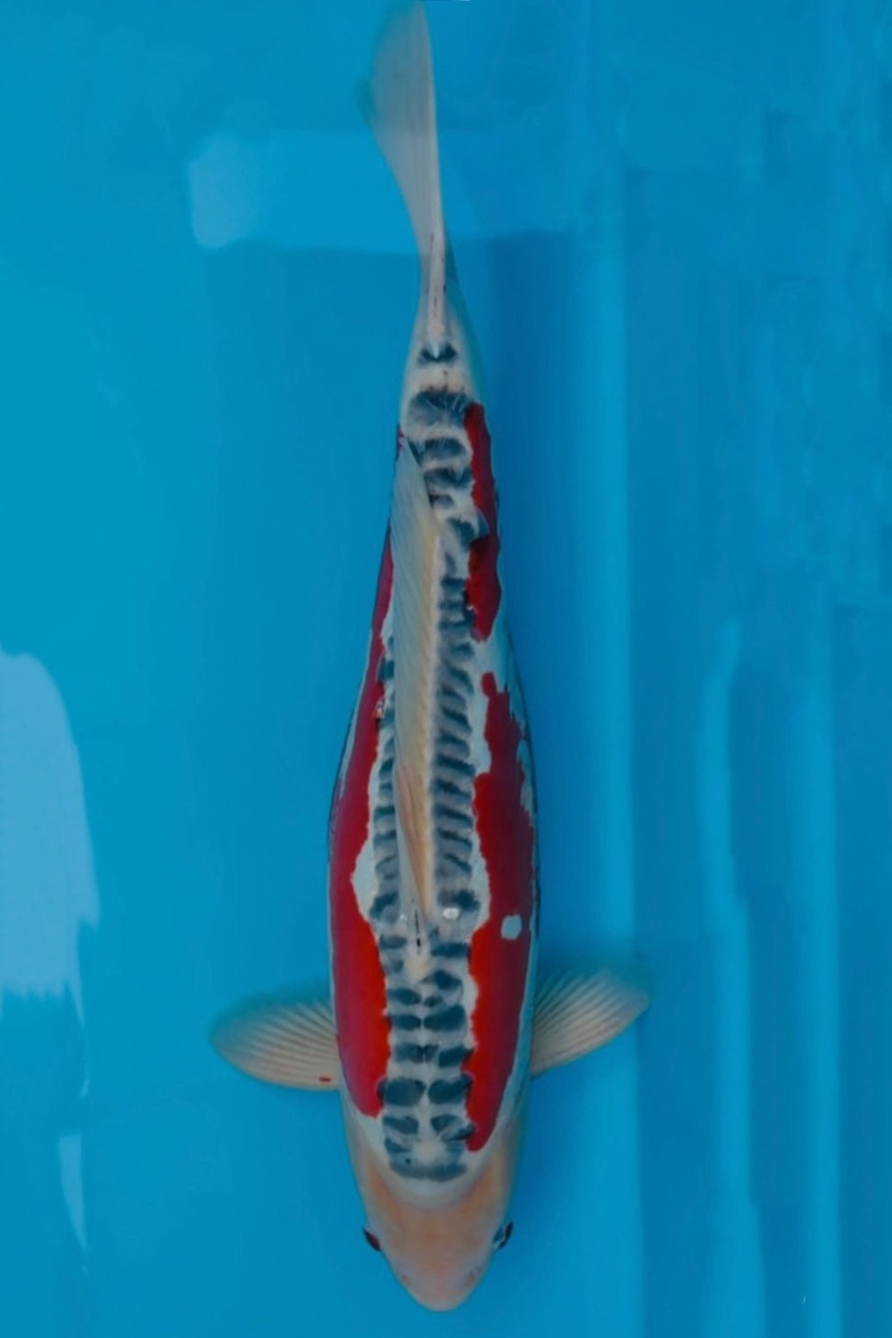 Best In Size D 56 - 60 cm
