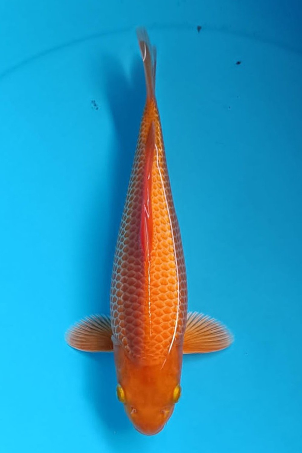 Juara 2