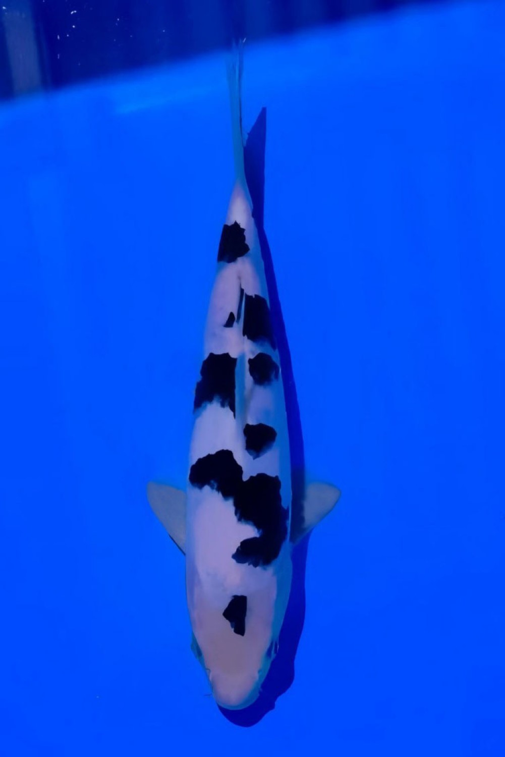 Juara 5