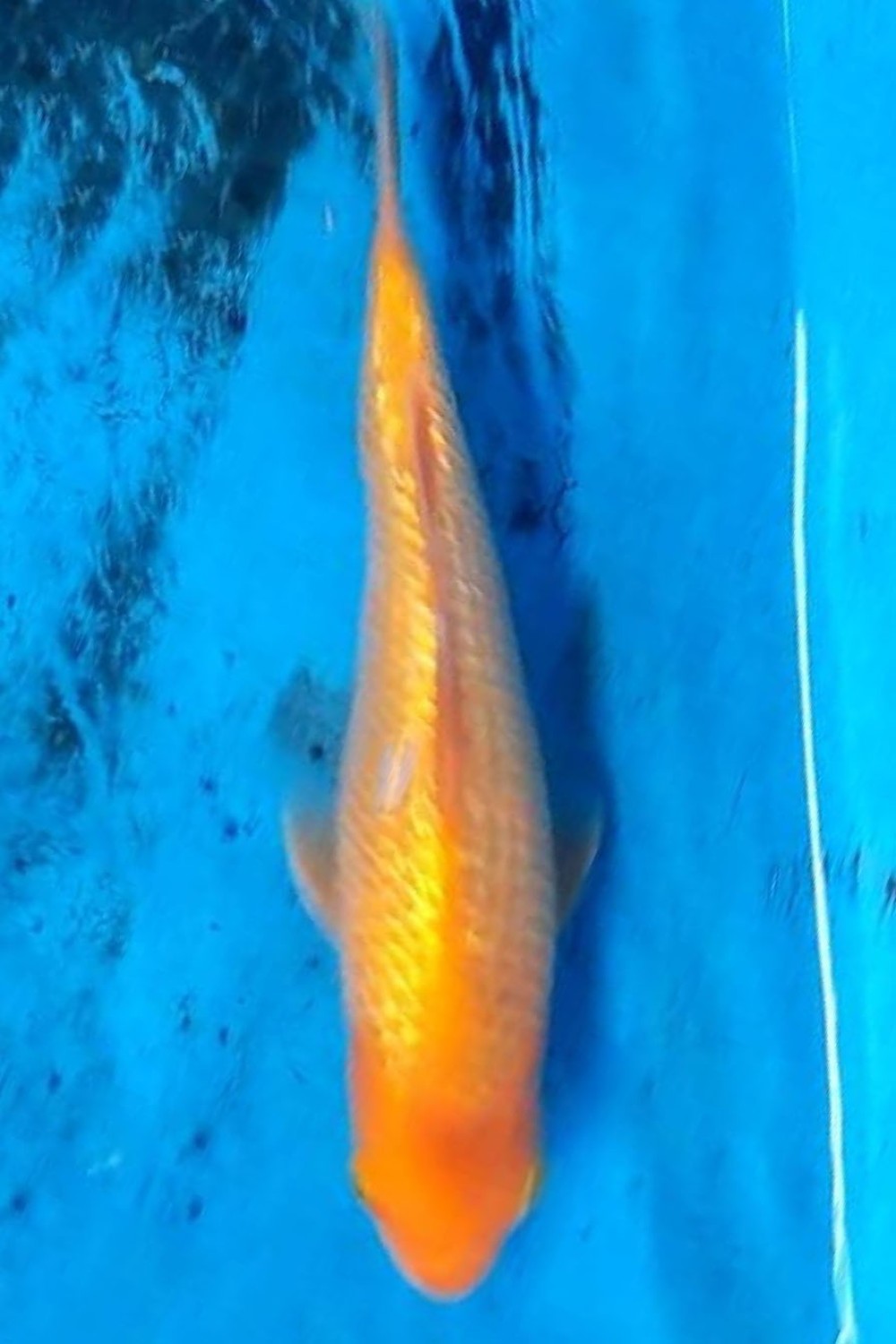 Juara 2
