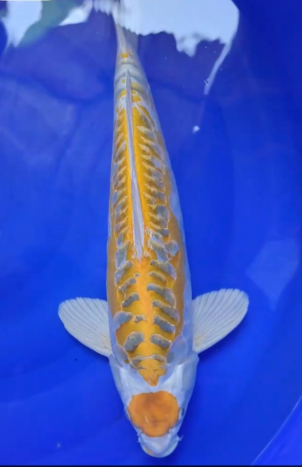 Juara 1
