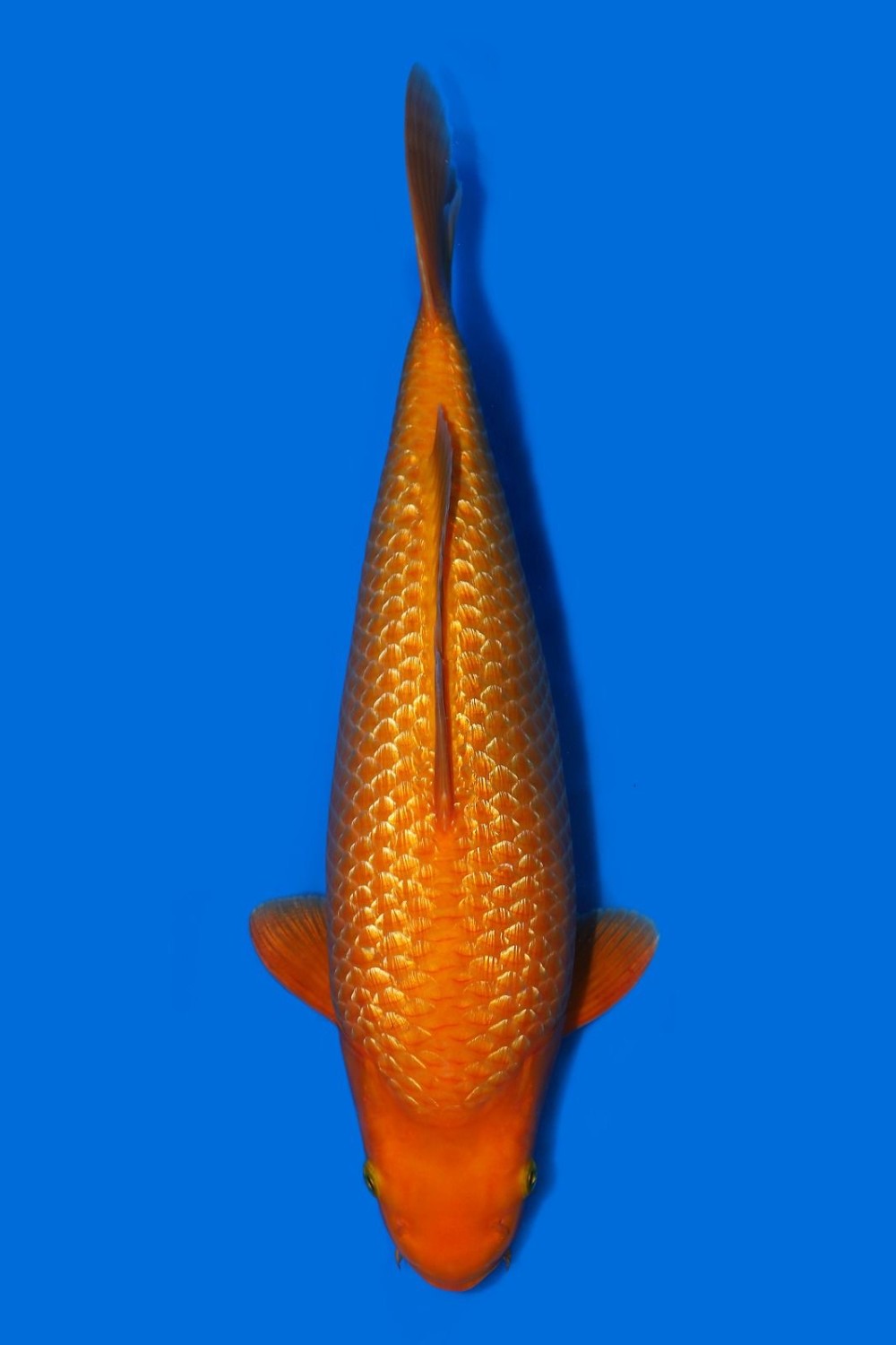Best In Size E 46 - 50 cm