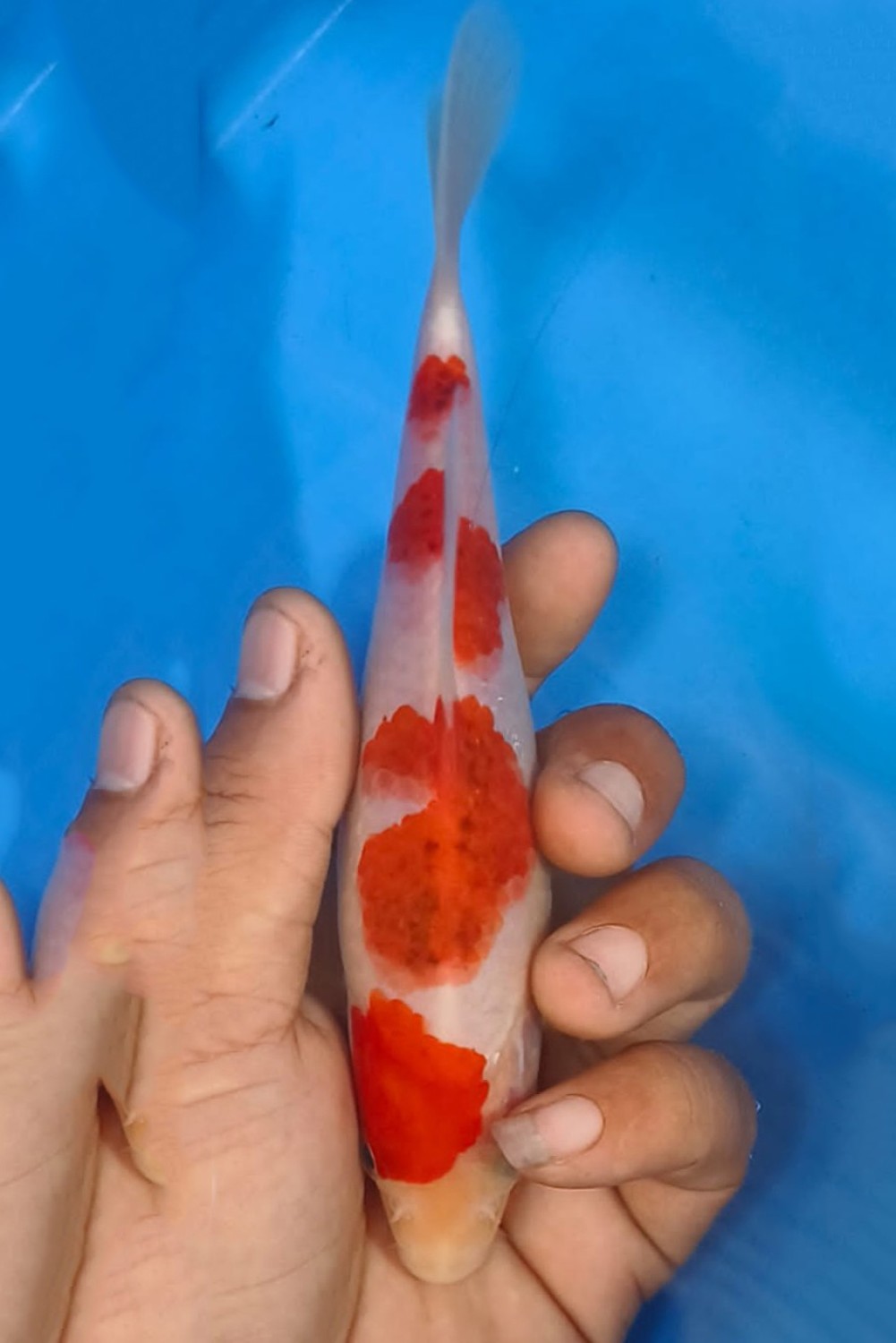 Juara 5