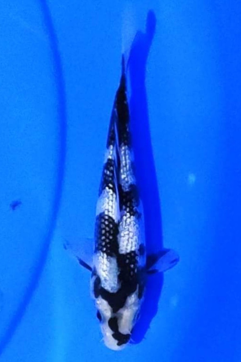 Juara 3