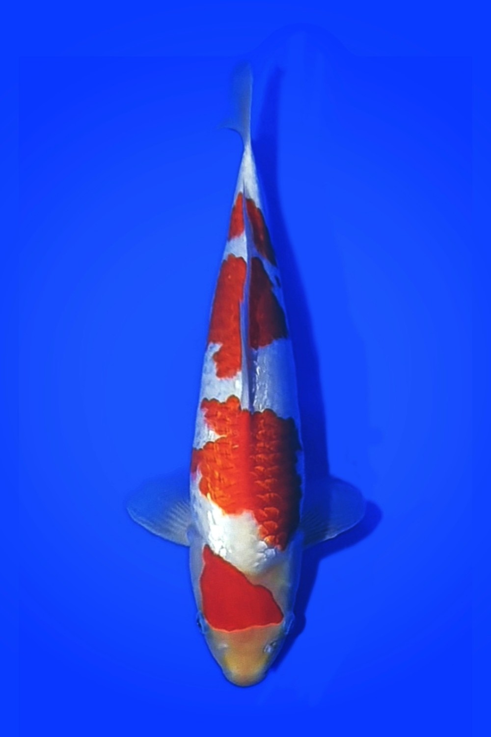 Juara 5