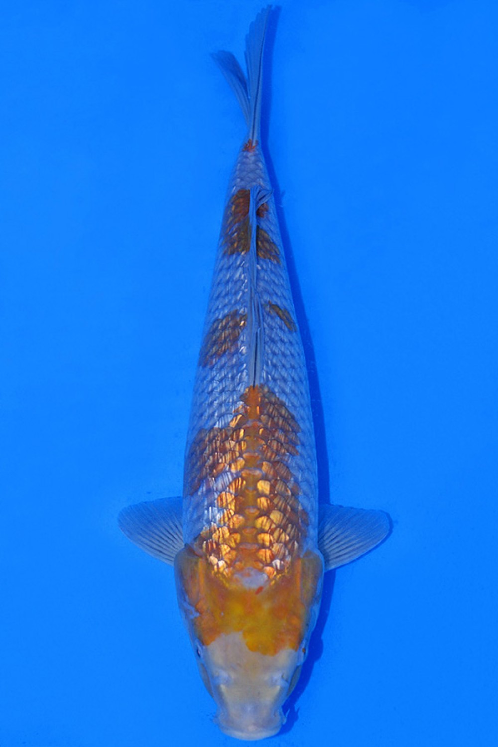 Juara 1