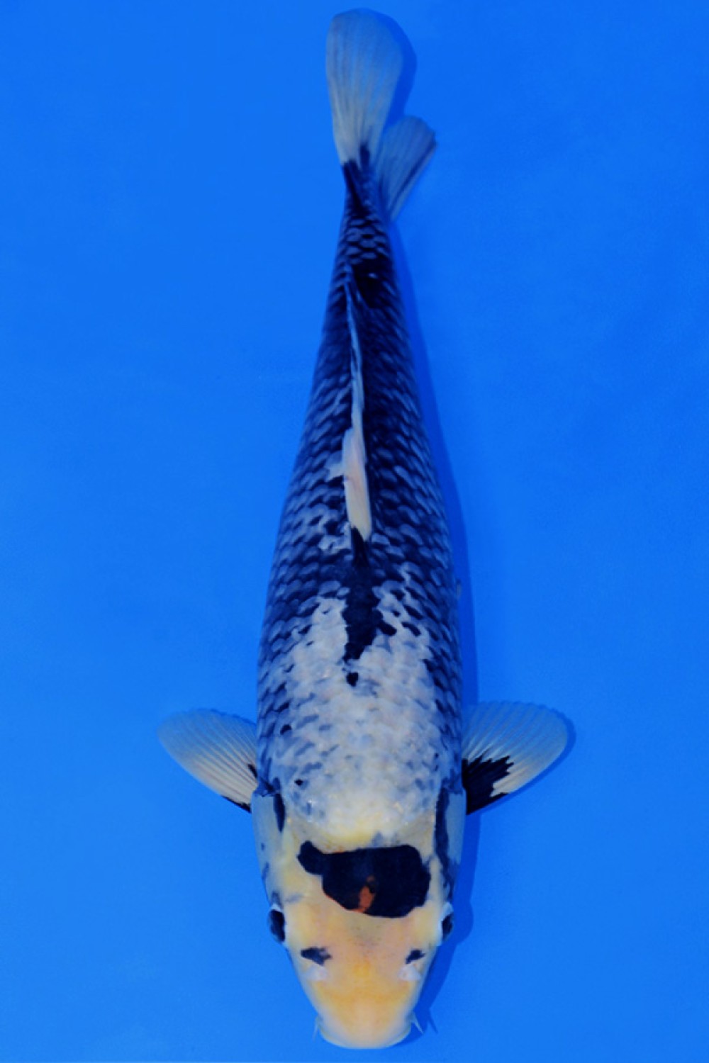 Juara 2