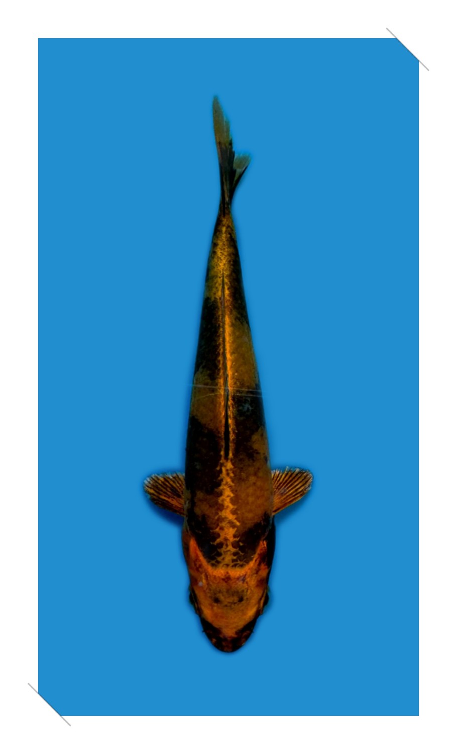 Best In Size D Up To 12 cm