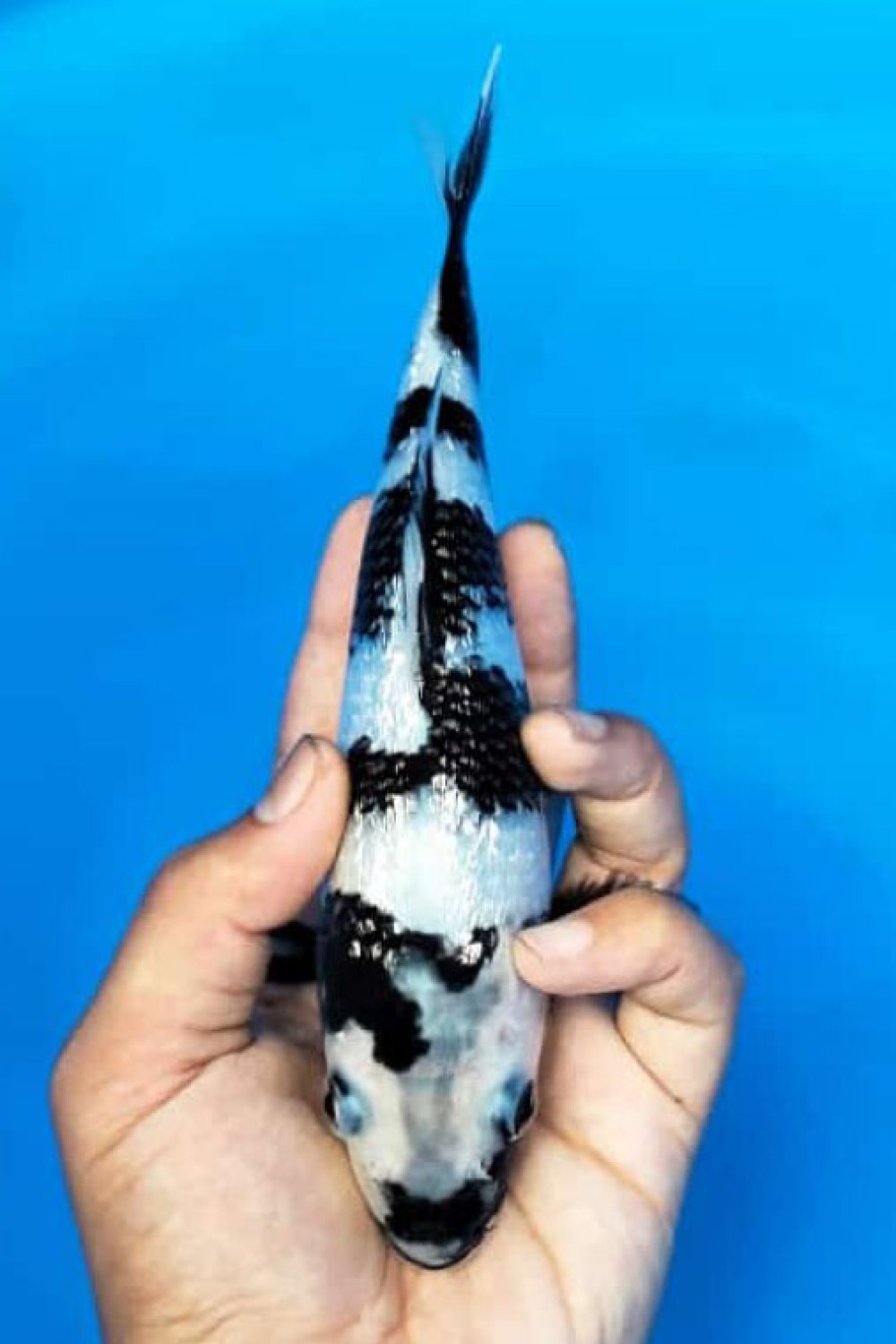 Best In Size C 16 - 20 cm