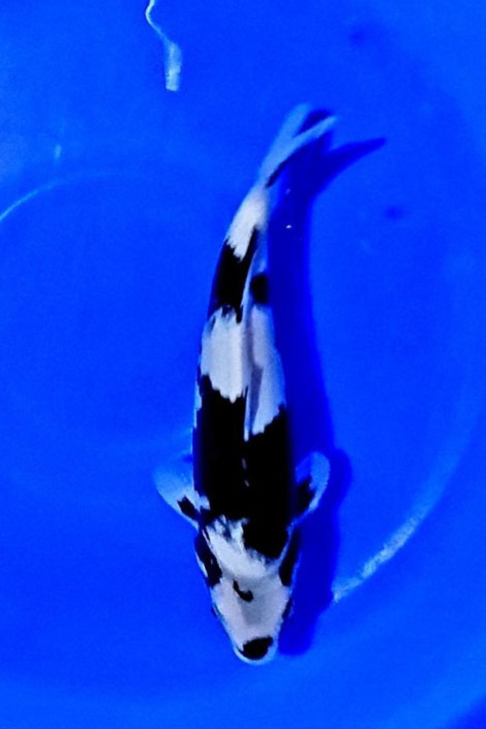 Juara 2