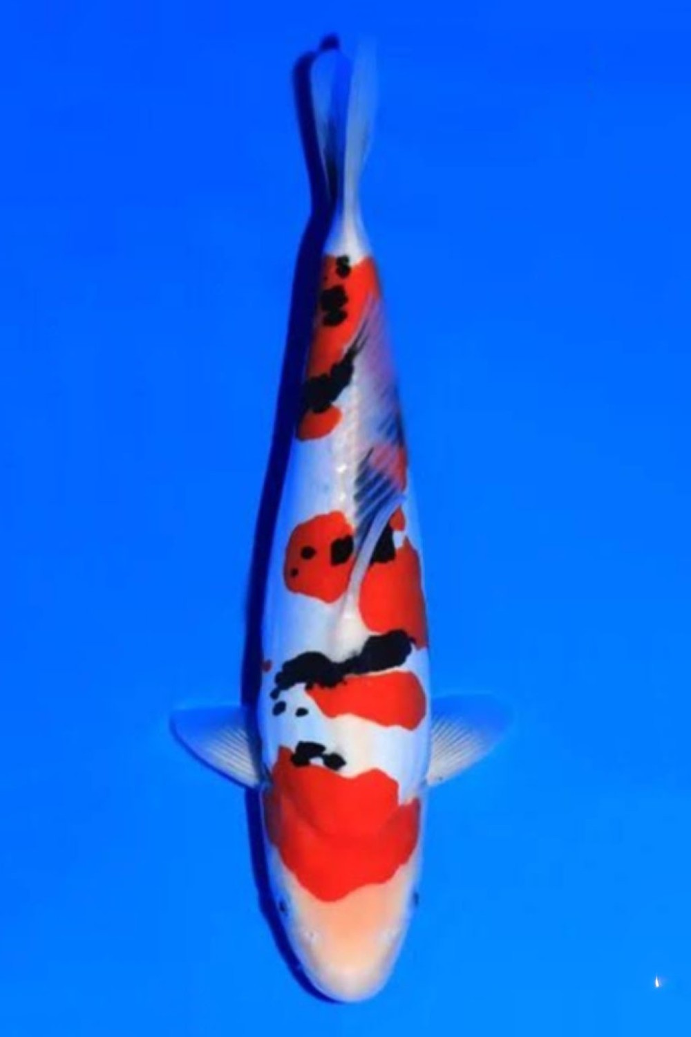 Juara 2