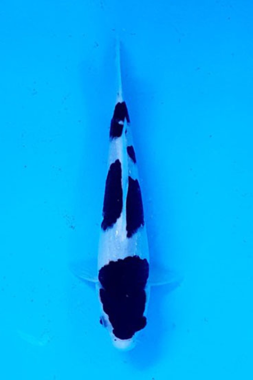 Juara 1
