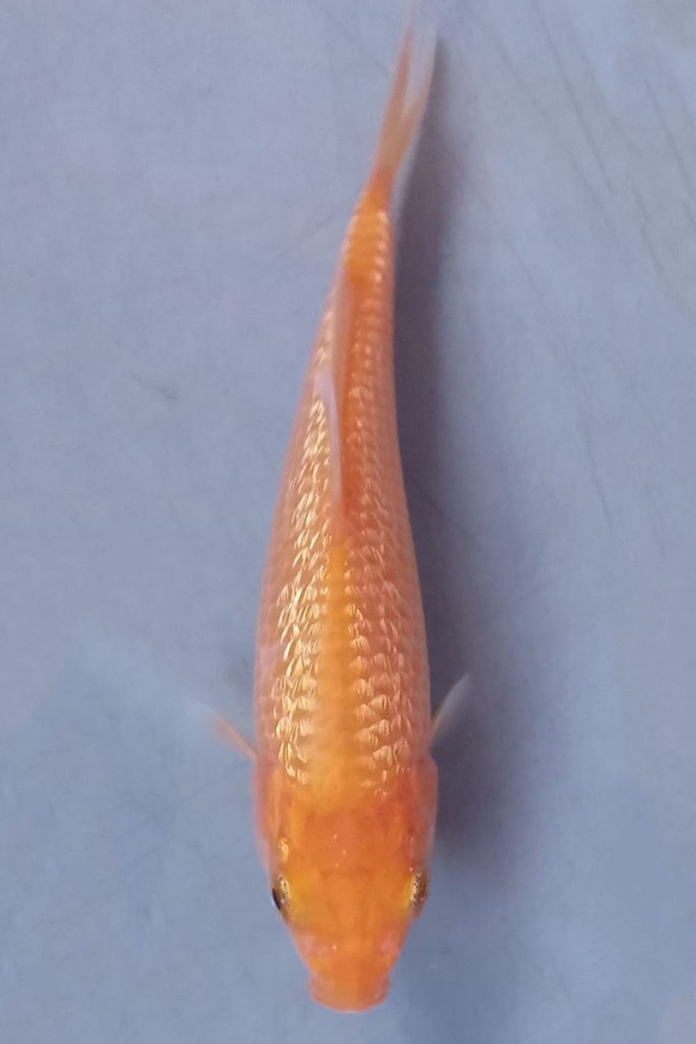 Juara 5