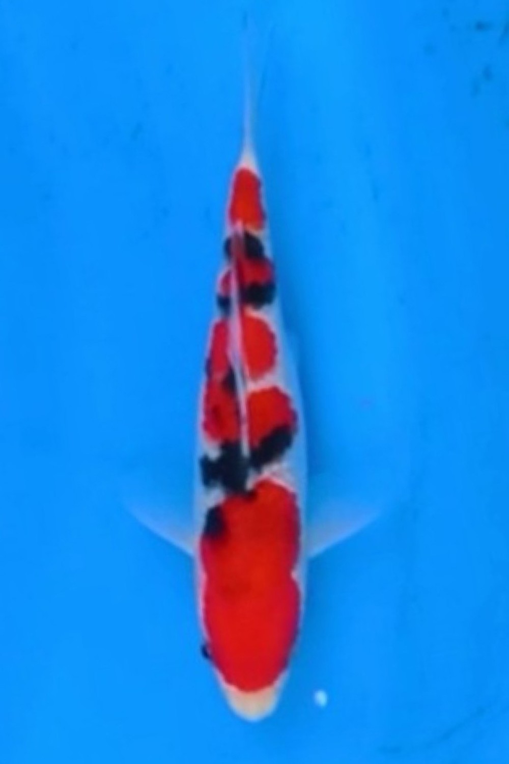 Juara 1