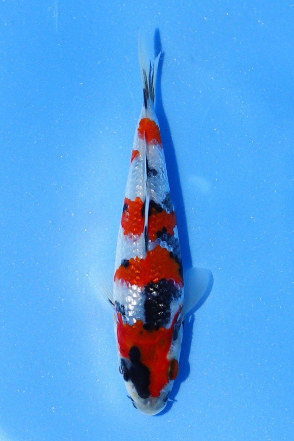 Juara 1