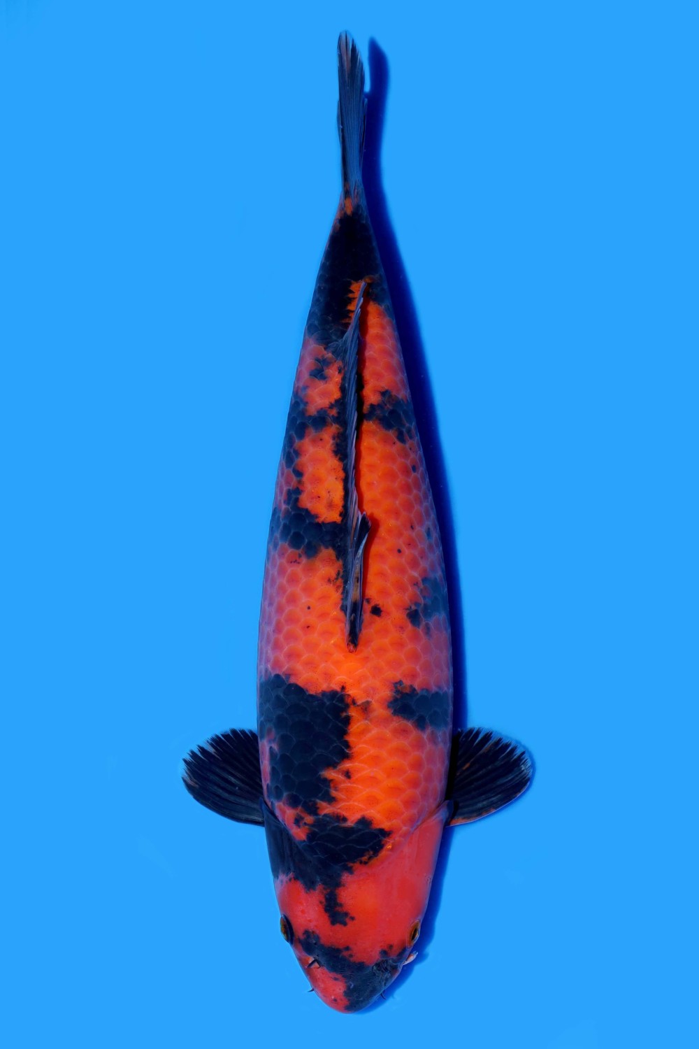 Juara 4