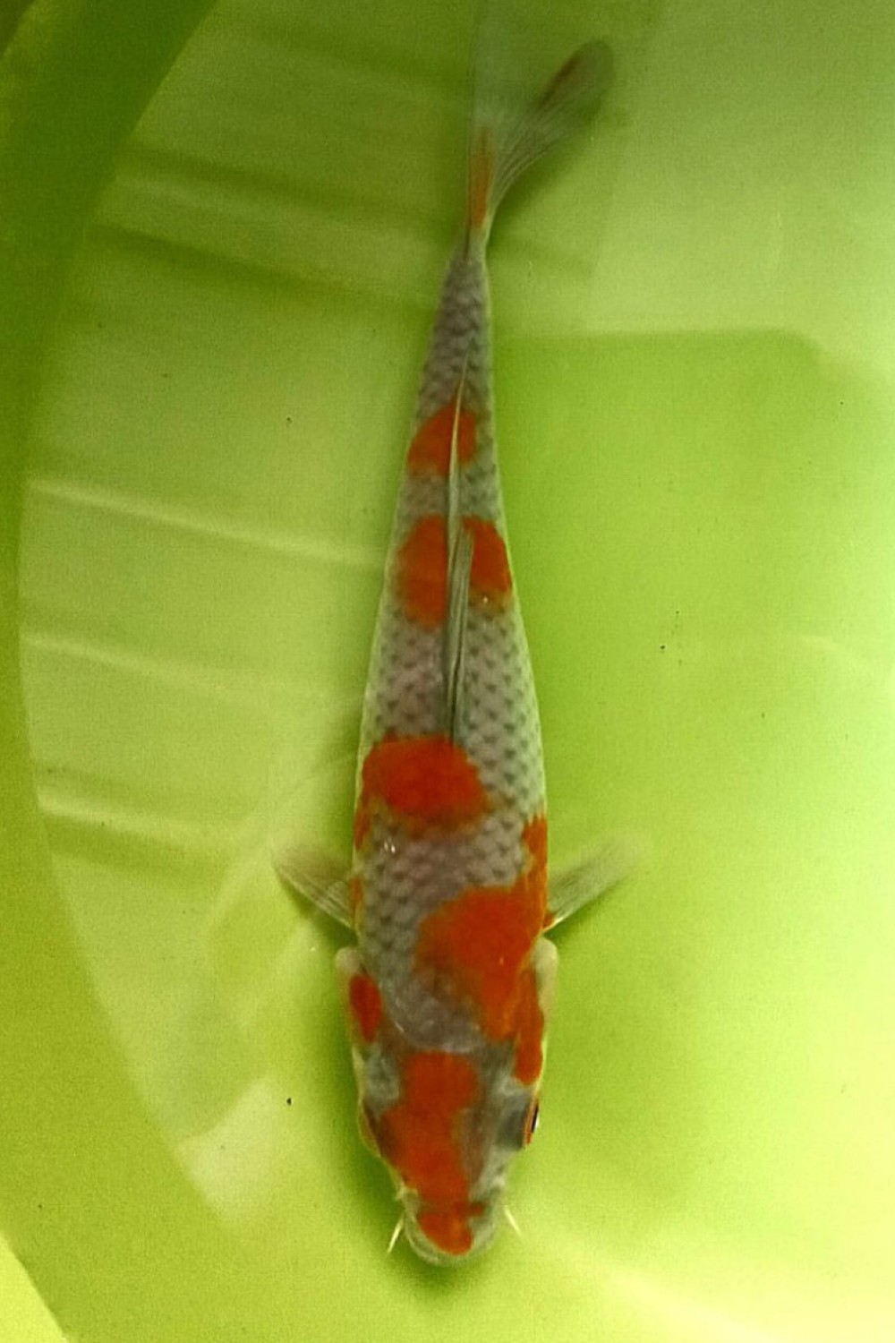 Juara 2