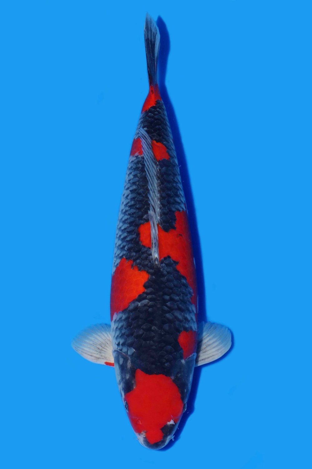 Juara 1