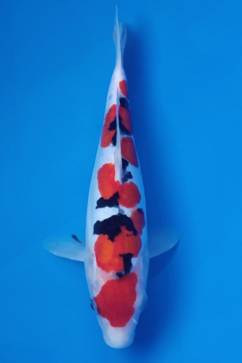 Juara 5