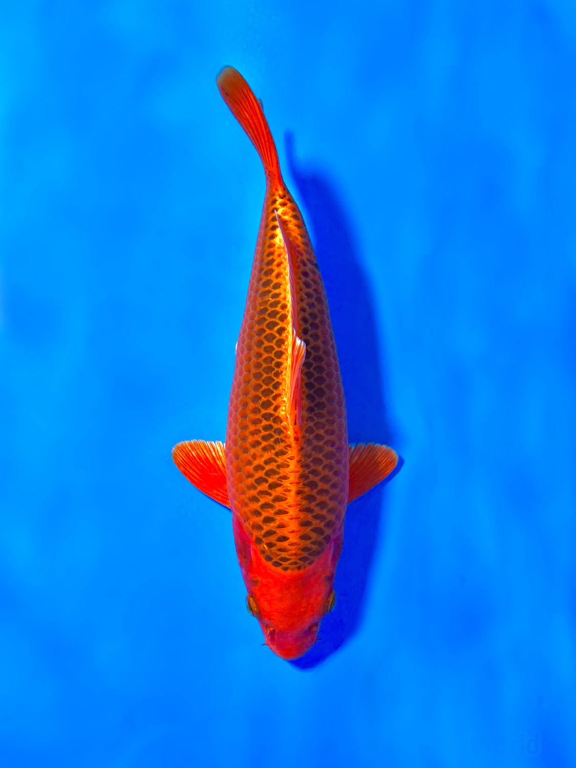 Juara 1