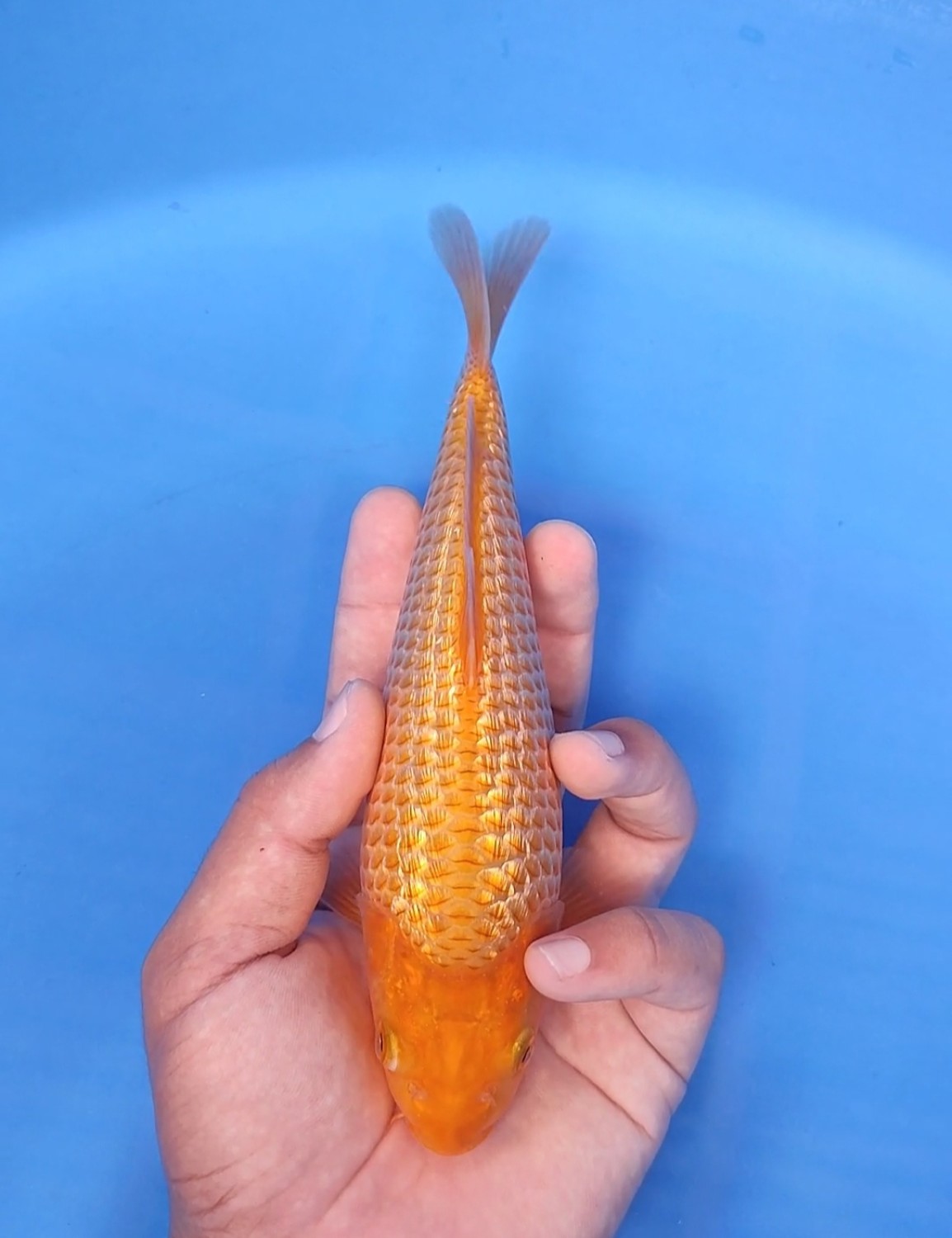 Juara 1