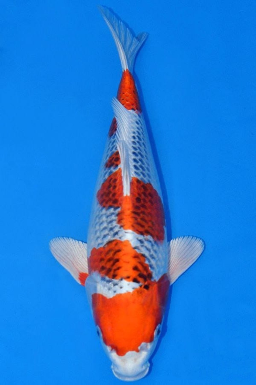 Juara 1