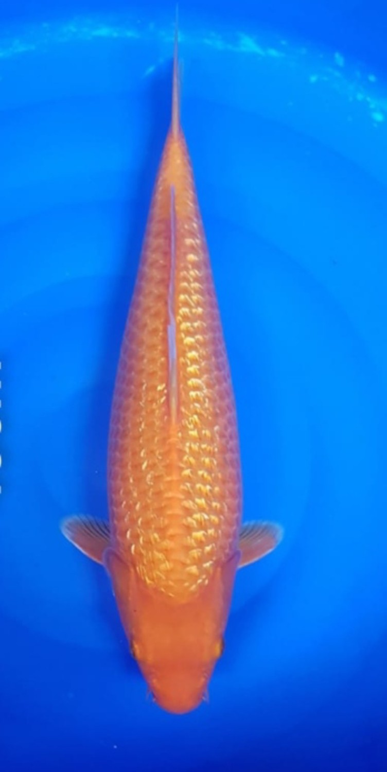 Juara 5