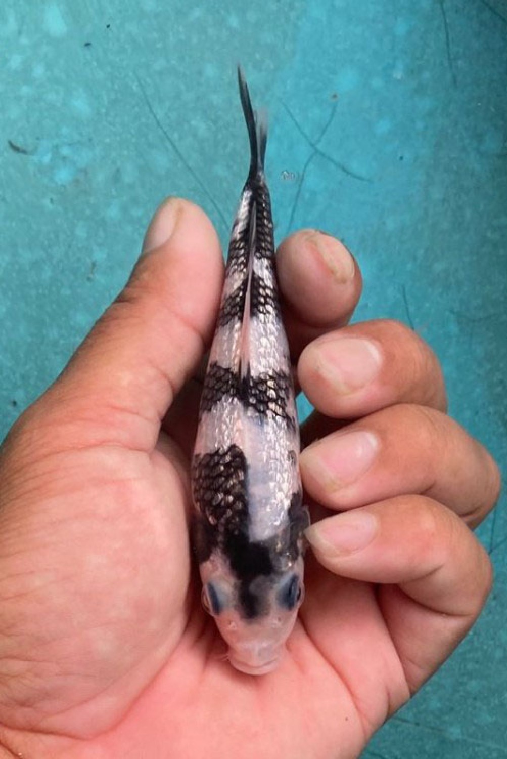 Best In Size C Up To 12 cm