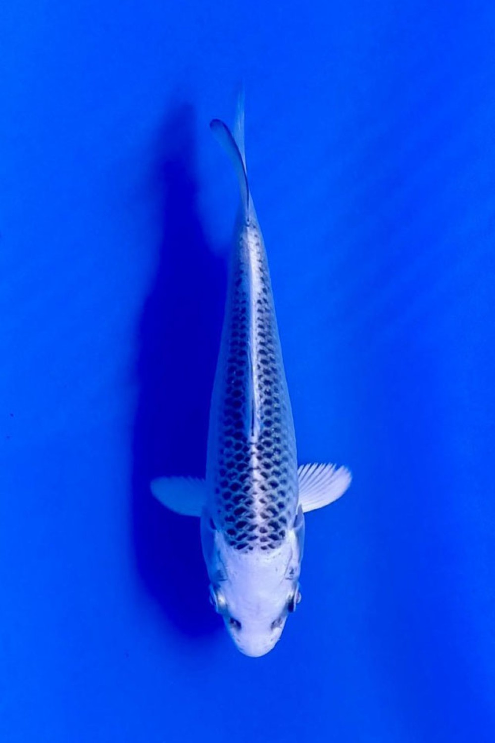 Juara 1