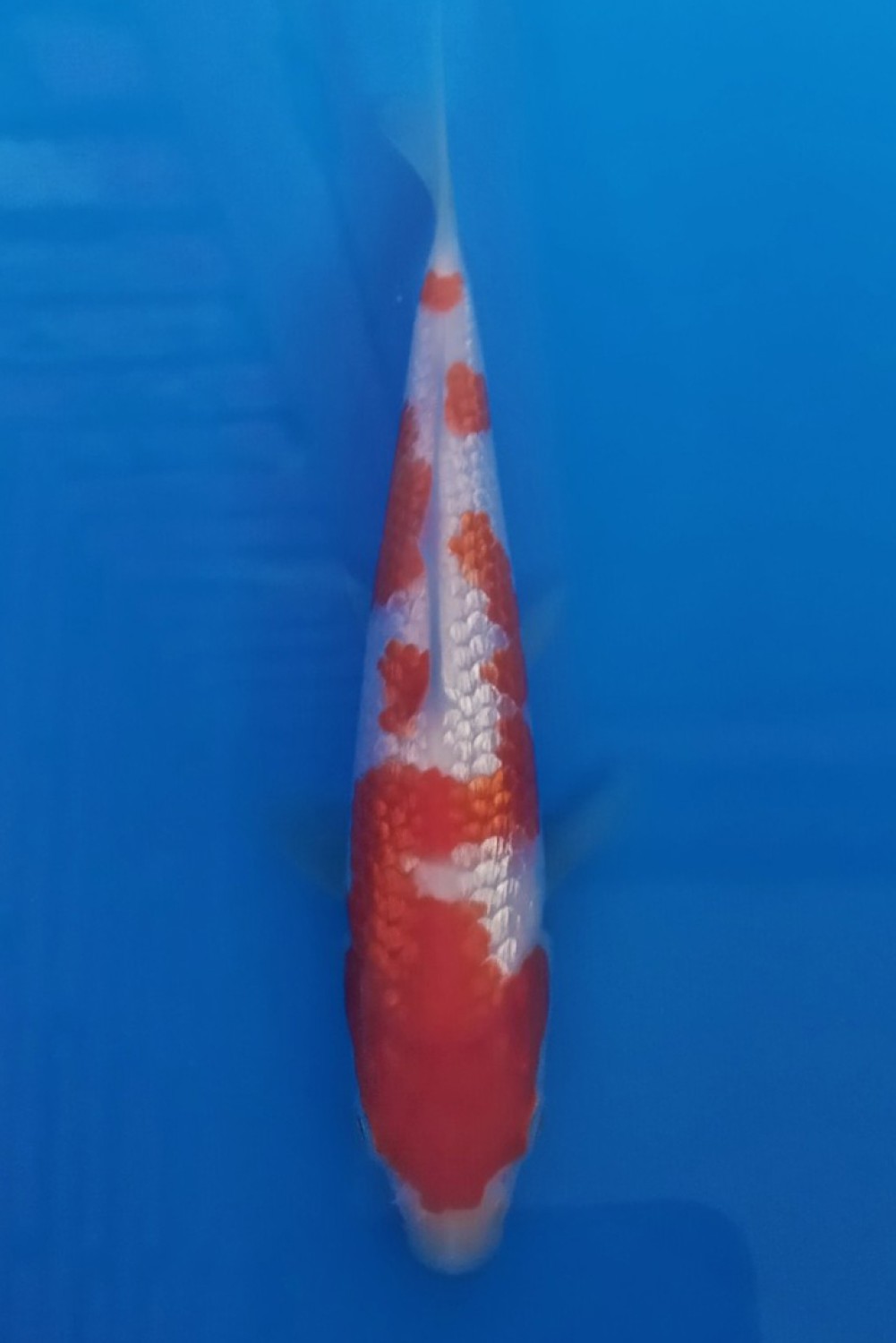 Best In Size B Up To 12 cm