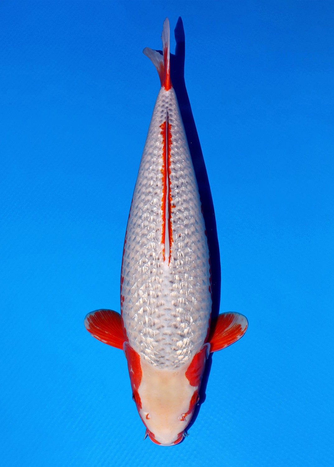 Juara 1