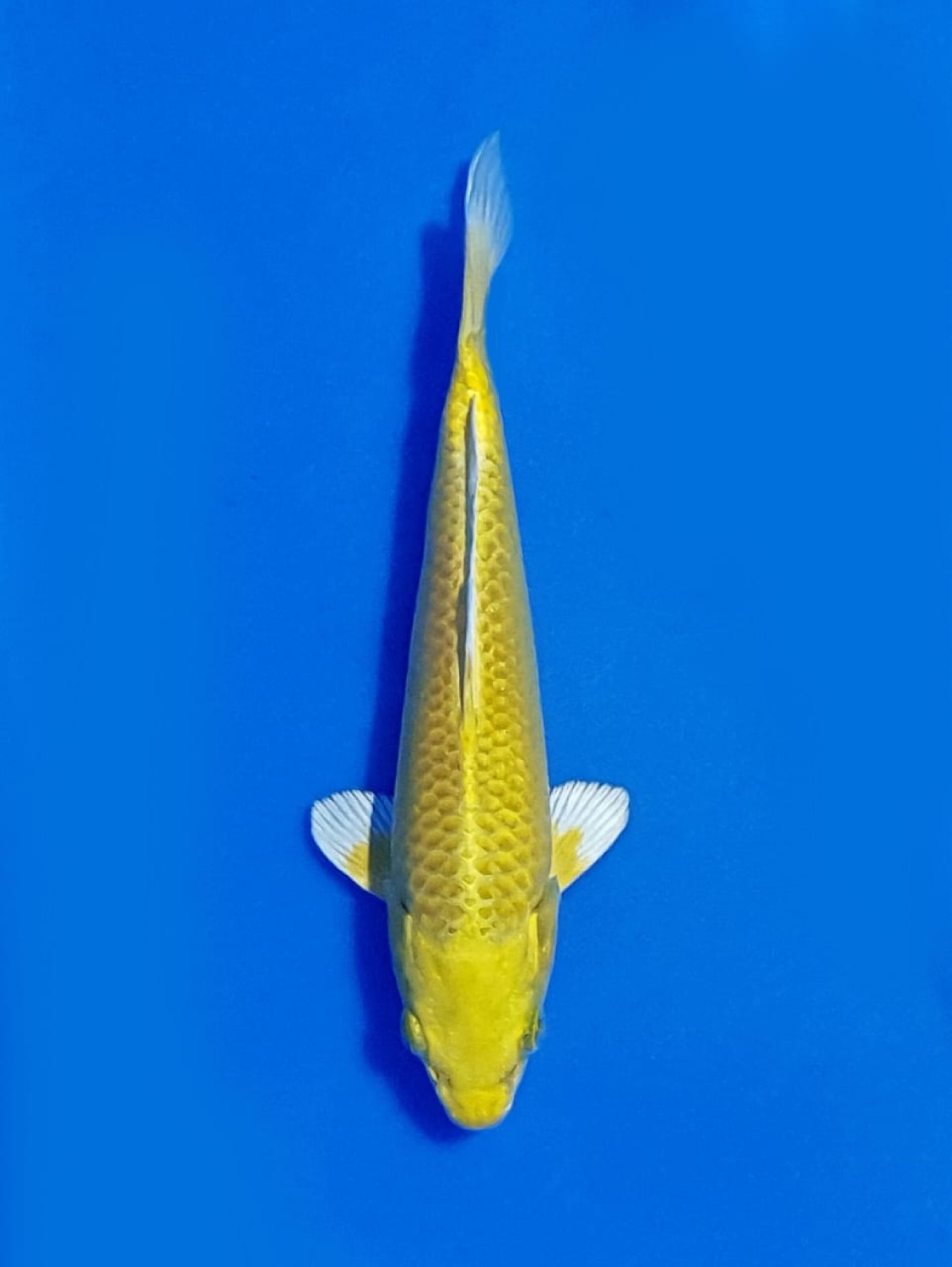 Juara 2
