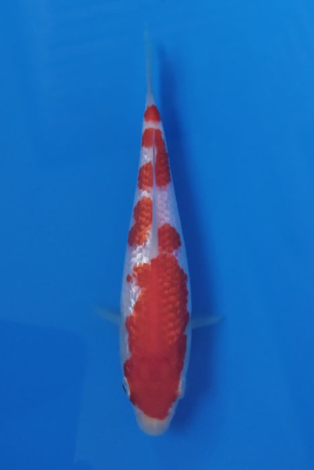 Juara 5