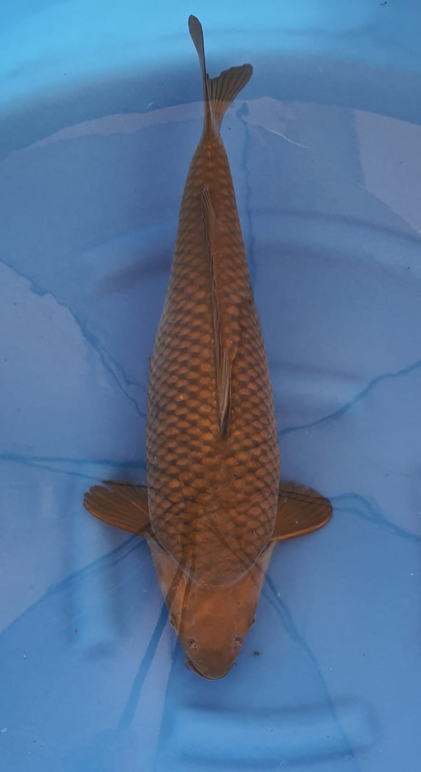 Juara 2