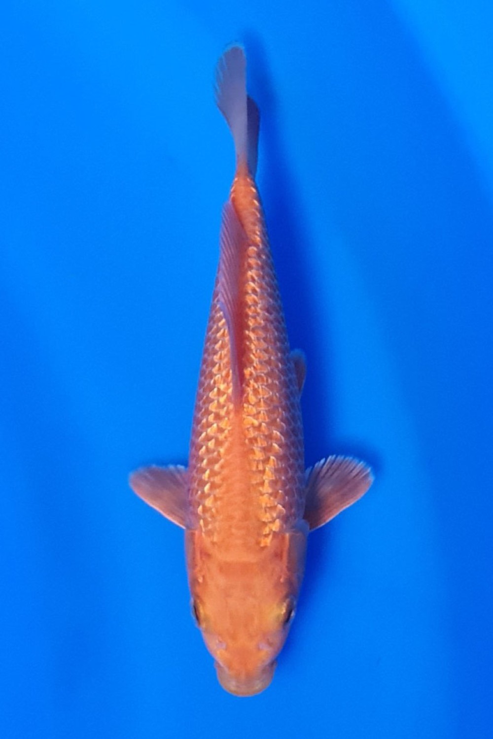 Juara 5