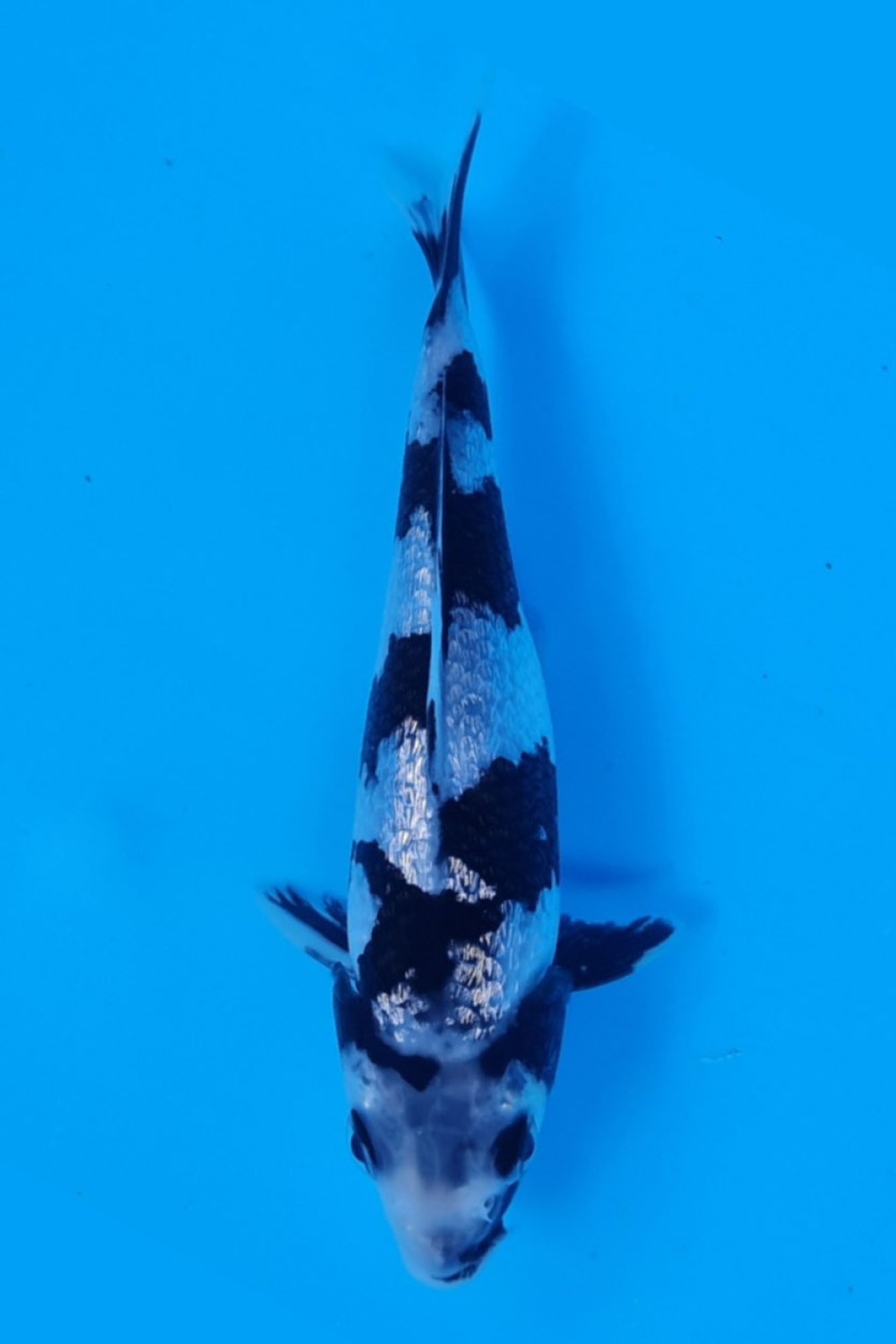 Juara 2
