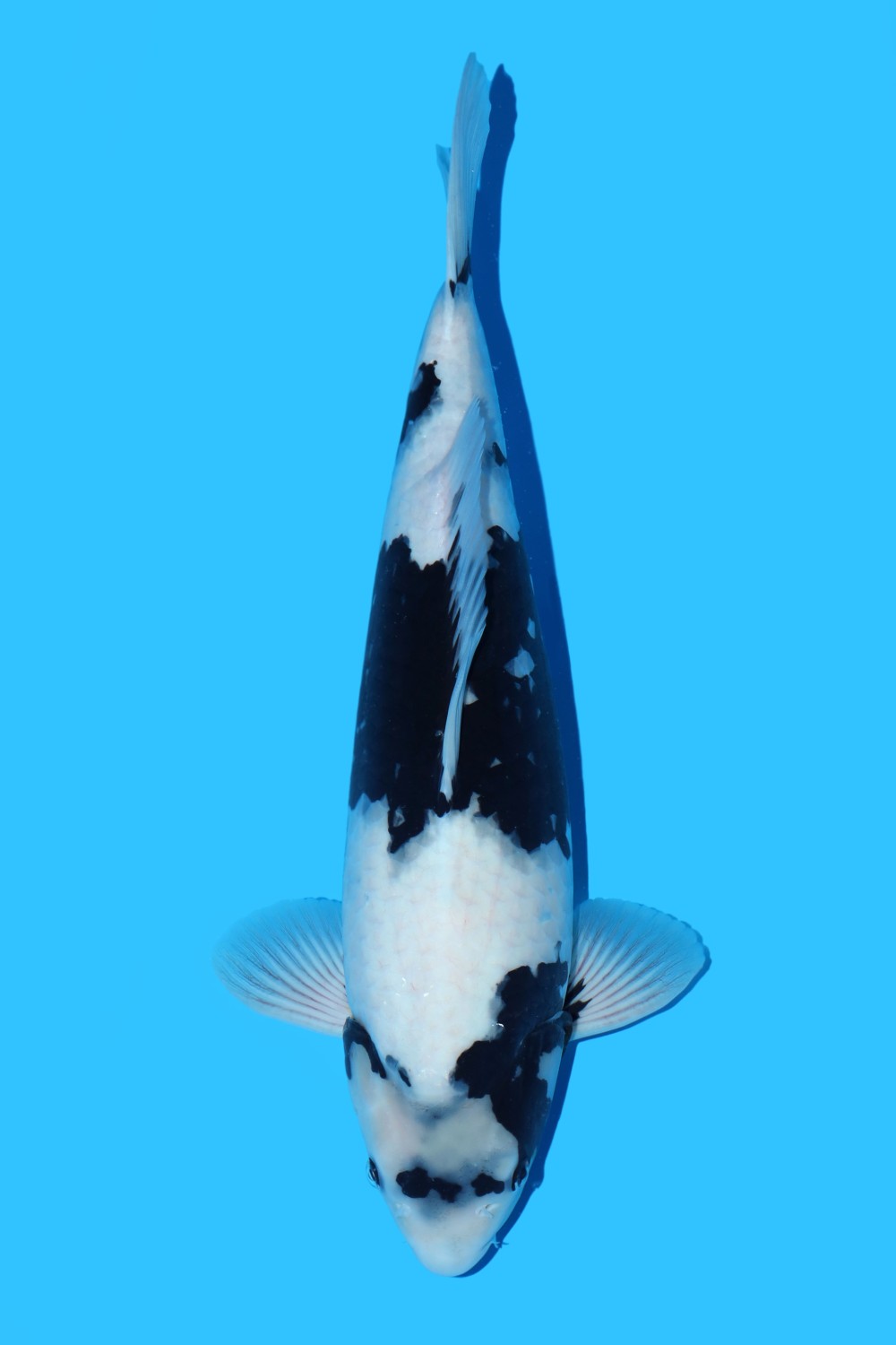 Juara 2