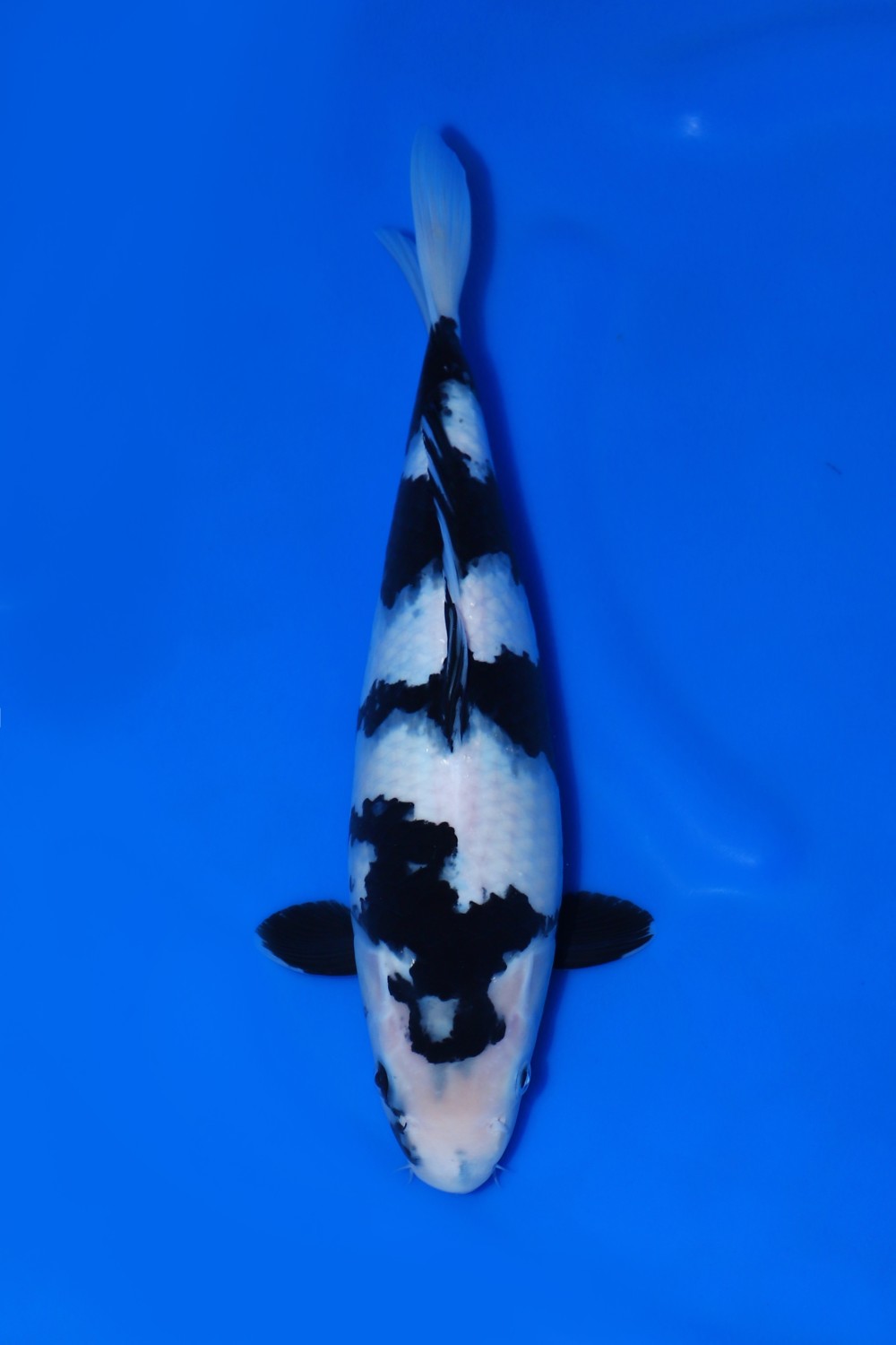 Juara 2