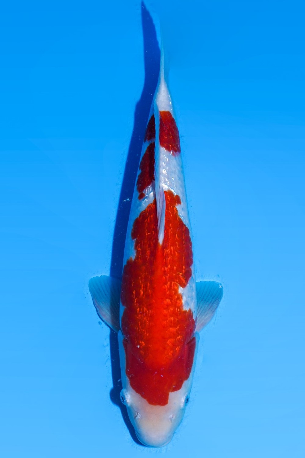 Juara 4