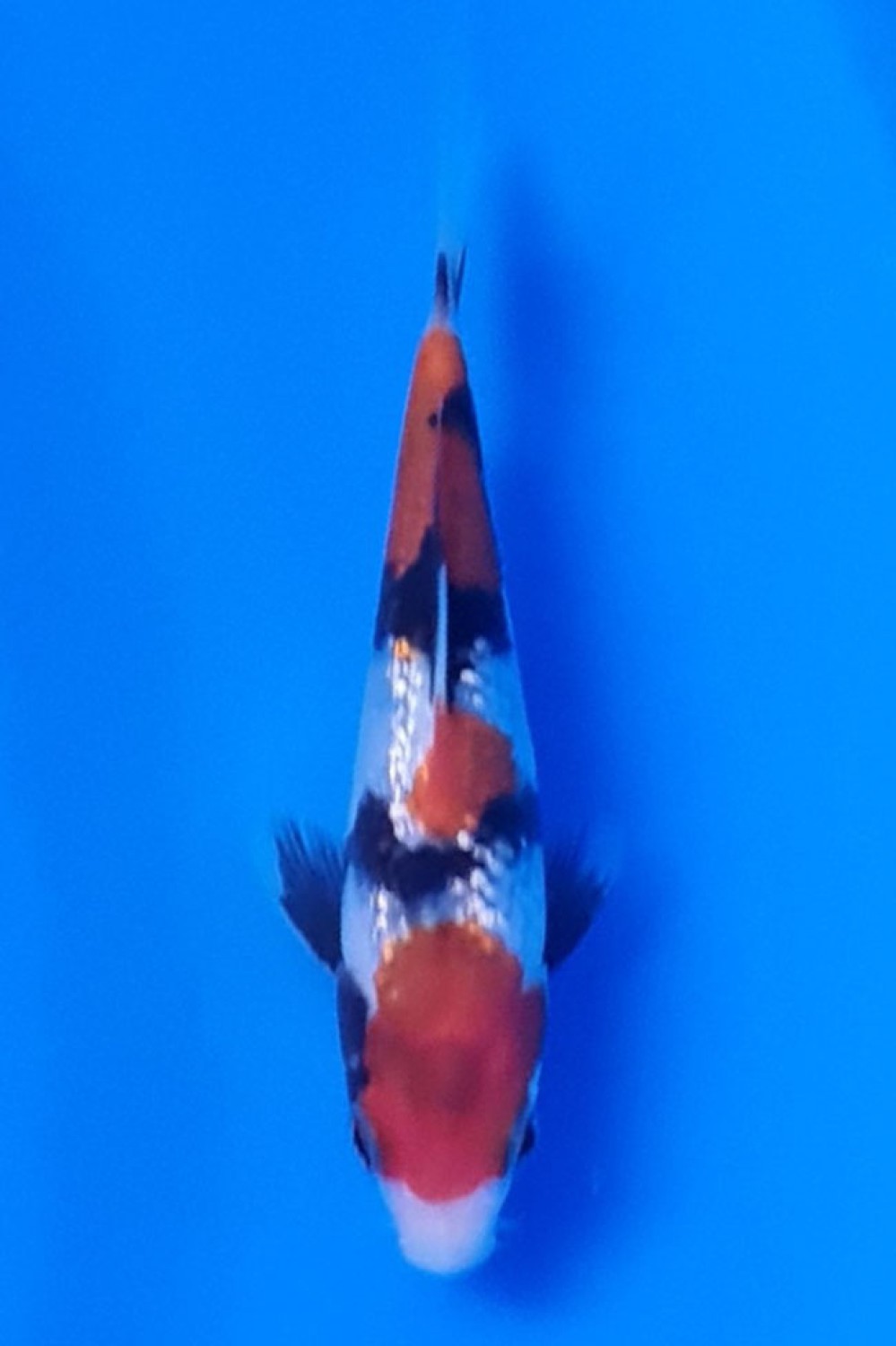 Juara 3