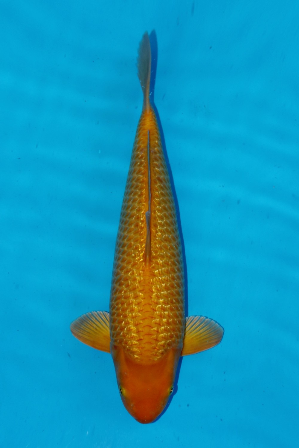 Juara 1
