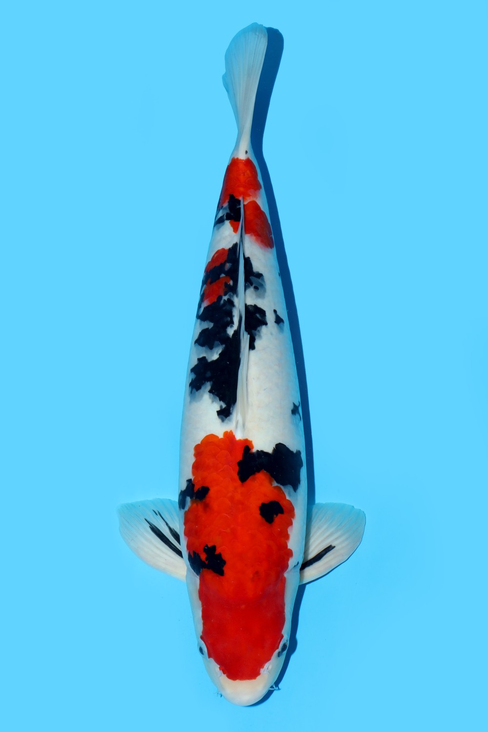 Juara 3