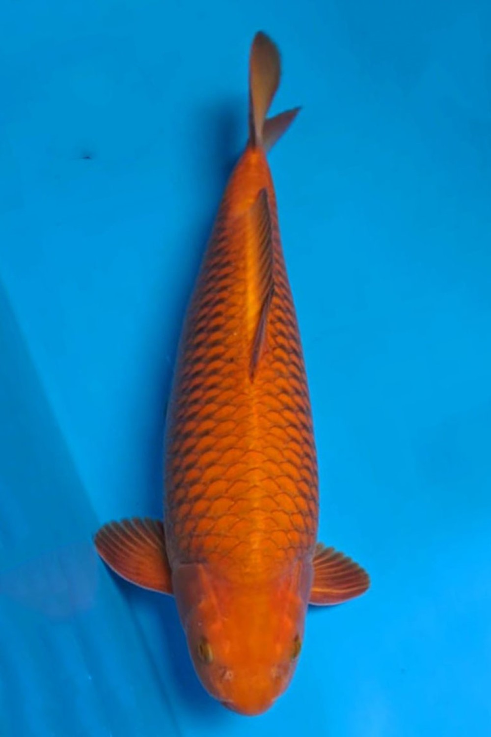 Juara 1