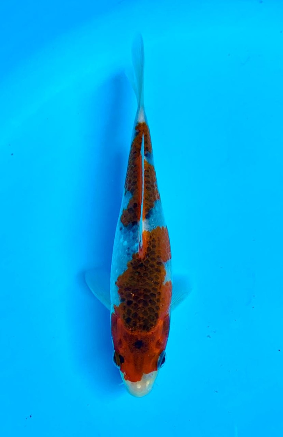 Juara 1