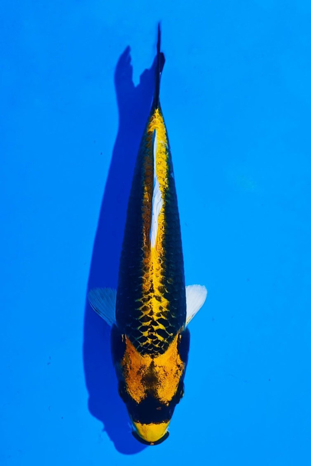 Juara 1