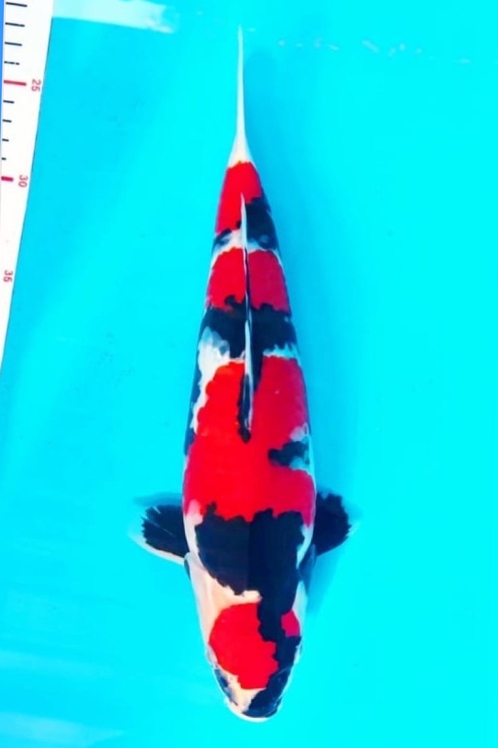 Juara 2
