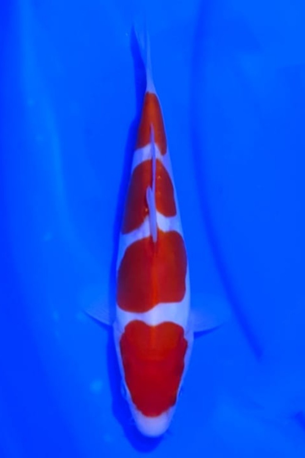 Juara 1