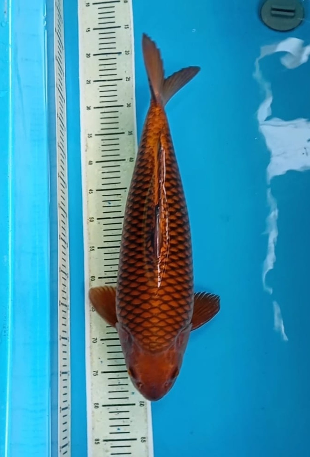 Juara 4